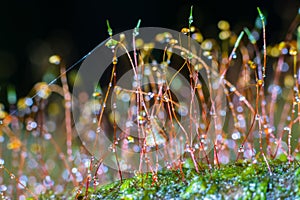 Tiny moss covered with dewdrops