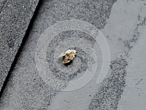 A tiny Moth Fly, aka Psychodidae, crawling on the floor