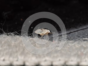 A tiny Moth Fly, aka Psychodidae, crawling on the floor