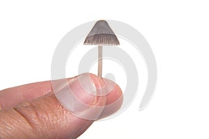 Tiny mushroom