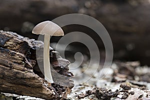 A tiny mushroom