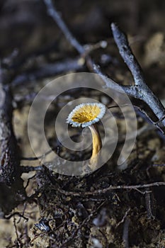 Tiny mushroom flourish on the forest floor