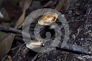Tiny mushroom flourish on the forest floor