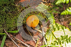 Tiny Mushroom on the Forest Floor