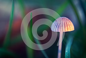 Tiny mushroom among grass