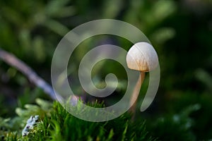 Tiny mushroom with green background