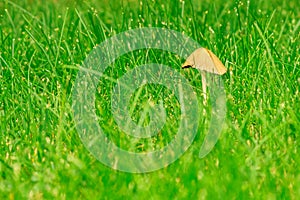 Tiny Mushroom in the green grass