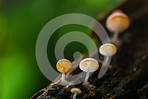 Tiny mushroom