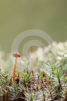 Tiny mushroom growing on forest floor