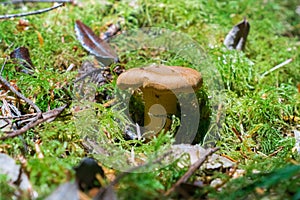 Tiny mushroom growing among moss in the forest