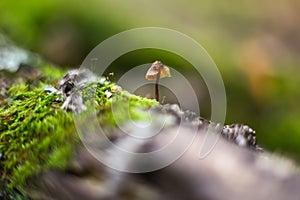 Tiny mushroom growing among moss in the forest  background