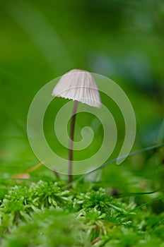 Tiny mushroom grown in moss
