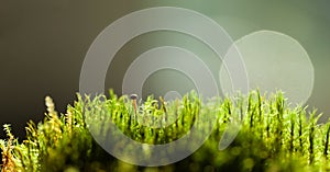 Tiny mushroom hidden in moss