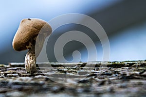 A tiny mushroom in ireland