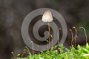 Tiny mushroom in moss