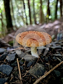 Tiny mushroom rests on forest rocks