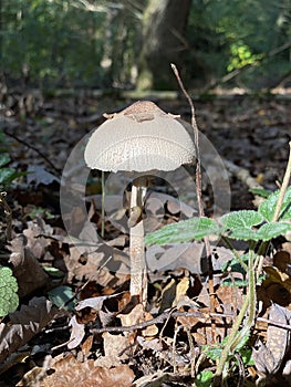 Tiny mushroom with snale in the autumn sun
