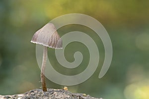 A tiny mushroom on Southampton Common