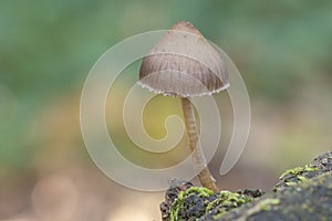 A tiny mushroom on Southampton Common