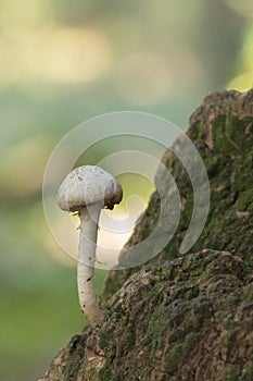 A tiny mushroom on Southampton Common