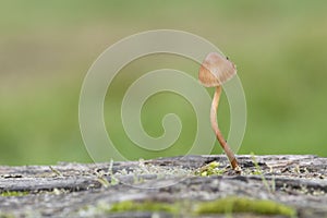 A tiny mushroom on Southampton Common