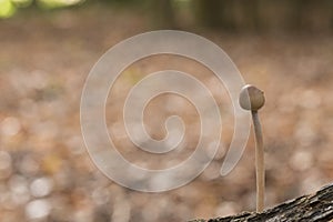 A tiny mushroom on Southampton Common