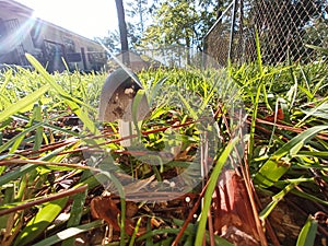 Tiny mushroom sunshine photobomb grass