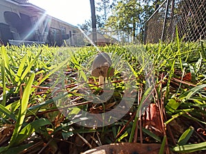 Tiny mushroom sunshine photobomb grass