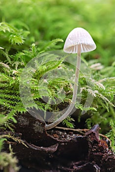Tiny mushroom surrounded by moss
