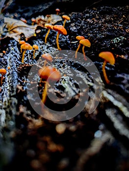 Tiny Mushroom Town