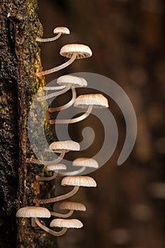 Tiny mushroom on wet tree