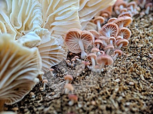 Tiny mushroom on the woods