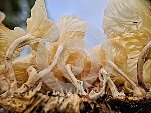 Tiny mushroom on the woods