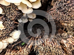 Tiny mushroom on the woods