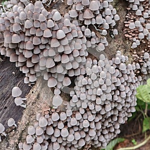 Tiny mushrooms on dead tree trunks