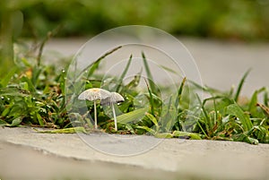 Tiny Mushrooms Between Flagstones in Walkway photo