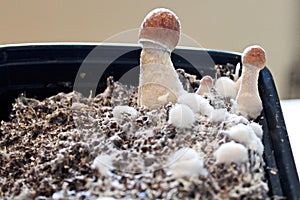 Tiny mushrooms fruiting with in a container at home