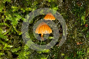 Tiny mushrooms in moss