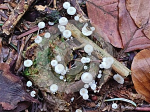 Tiny mushrooms (Mycena) in harmony picturesque autumn macro scenery