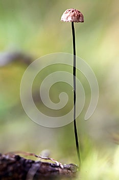 Tiny mushrooms toadstools and green grass