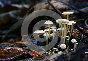 Tiny mushrooms toadstools and green grass
