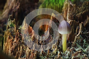 Tiny mushrooms toadstools and green grass