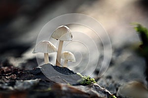 Tiny mushrooms toadstools and green grass