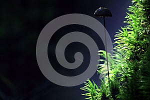 Tiny mushrooms toadstools strange object