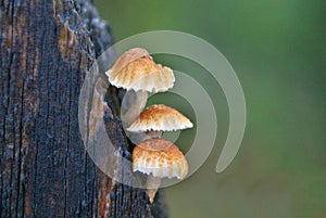 Tiny mushrooms on wood