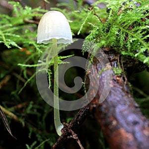 Mycena epipterygia Mushroom photo