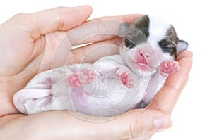 Tiny newborn chihuahua puppy in the palms