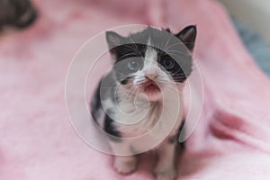 TIny newborn kitten with blue eyes looking into the camera