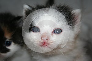 A tiny, newborn kitten is close-up