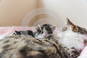 Tiny newborn kittens resting on their mom fur belly